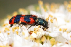 Trichodes alvearius