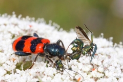 Trichodes apiarius