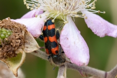 Trichodes leucopsideus