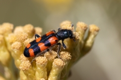 Trichodes leucopsideus