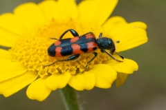 Trichodes leucopsideus