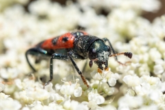 Trichodes leucopsideus