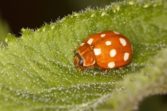 Calvia quatuordecimgutta