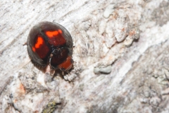 Chilocorus bipustulatus