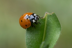 Coccinella septempunctata