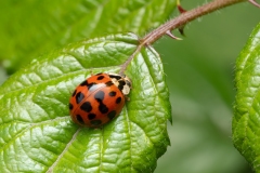 Harmonia axyridis