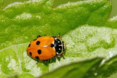 Hippodamia variegata
