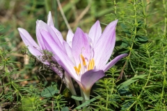 Colchicum lusitanum
