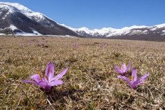 Colchicum bulbocodium