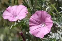Convolvulus elegantissimus