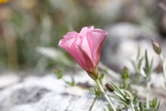 Convolvulus elegantissimus