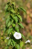 Calystegia sepium