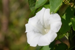 Calystegia sepium
