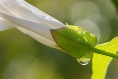 Calystegia sepium