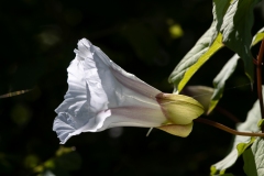 Calystegia silvatica