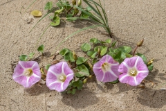 Calystegia soldanella