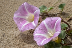 Calystegia soldanella