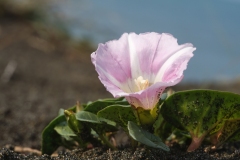 Calystegia soldanella