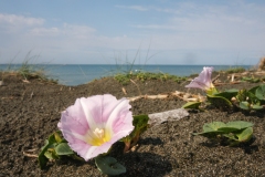 Calystegia soldanella