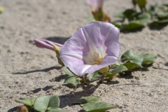 Calystegia soldanella