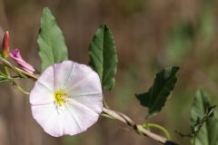 Convolvulus arvensis
