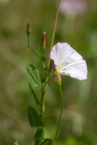 Convolvulus arvensis