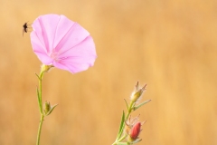 Convolvulus cantabrica