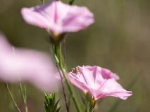 Convolvulus cantabrica