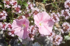 Convolvulus cantabrica