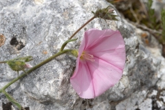 Convolvulus cantabrica