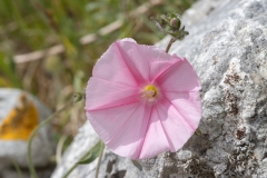 Convolvulus cantabrica
