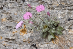 Convolvulus elegantissimus