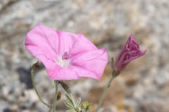 Convolvulus elegantissimus