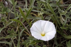 Convolvulus lineatus
