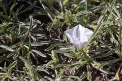 Convolvulus lineatus