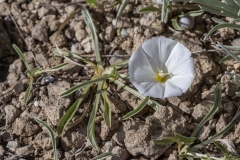 Convolvulus lineatus