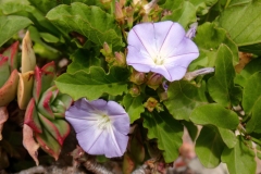 Convolvulus lopezsocasii