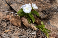 Convolvulus lopezsocasii