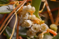 Cuscuta campestris