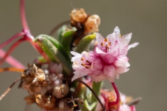 Cuscuta epithymum