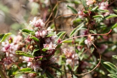 Cuscuta epithymum