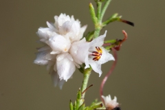 Cuscuta epithymum
