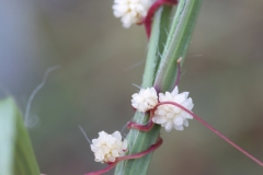 Cuscuta planiflora