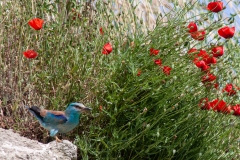 Coracias garrulus