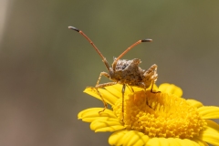 Centrocoris spiniger
