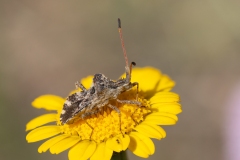 Centrocoris spiniger