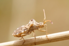 Centrocoris spiniger