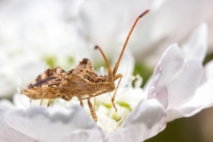 Centrocoris variegatus