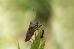 Coreus marginatus