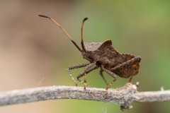 Coreus marginatus